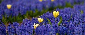 Tulpen in een hyacinten veld 01 von Arjen Schippers