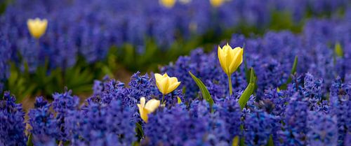 Tulpen in een hyacinten veld 01
