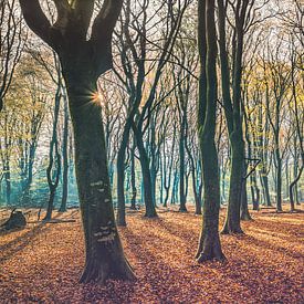 Speulder Forest [Blue Autumn Morning]