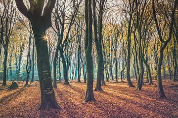 Speulder Wald [Blauer Herbstmorgen] von rosstek ®