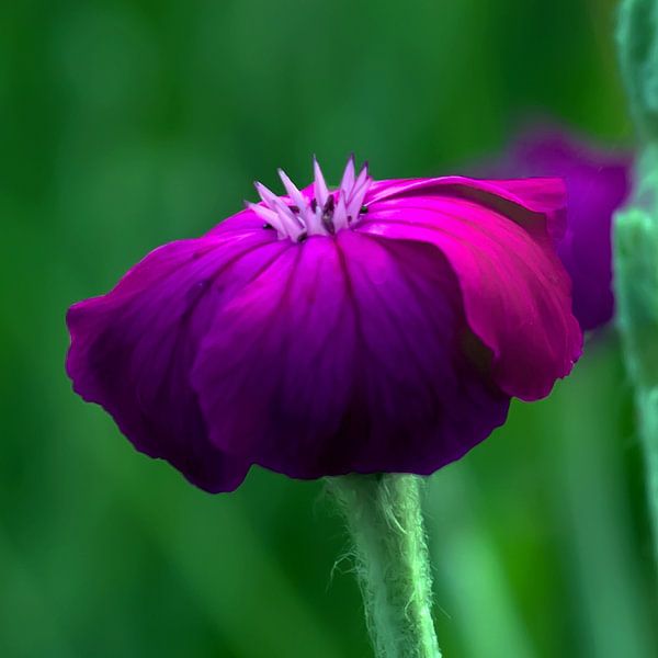 Fleur de printemps par t.ART