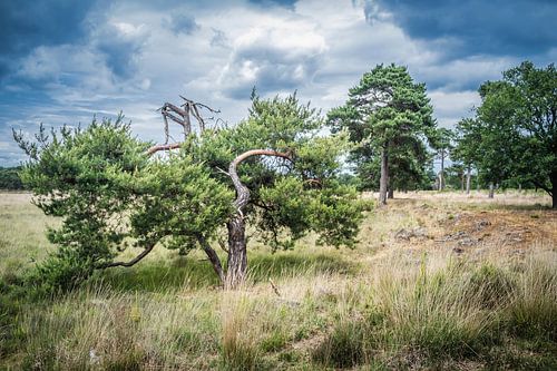 Heidelandschap in Nederland met mooie wolken op de achtergrond.