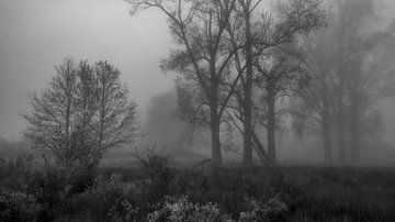 Bomen in de mist van Kees Winsemius