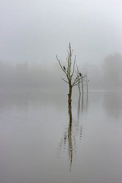 Reflective branches in a misty lake by Paul Veen