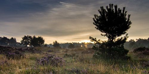 Het Mysterieuze  Deelerwoud ...