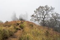 Ambiance fantomatique lors de l'ascension du mont Rinjani par Shanti Hesse Aperçu