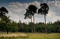 three trees together create a rural image with a beautiful cloudy sky during a walk in autumn van Lieke van Grinsven van Aarle thumbnail