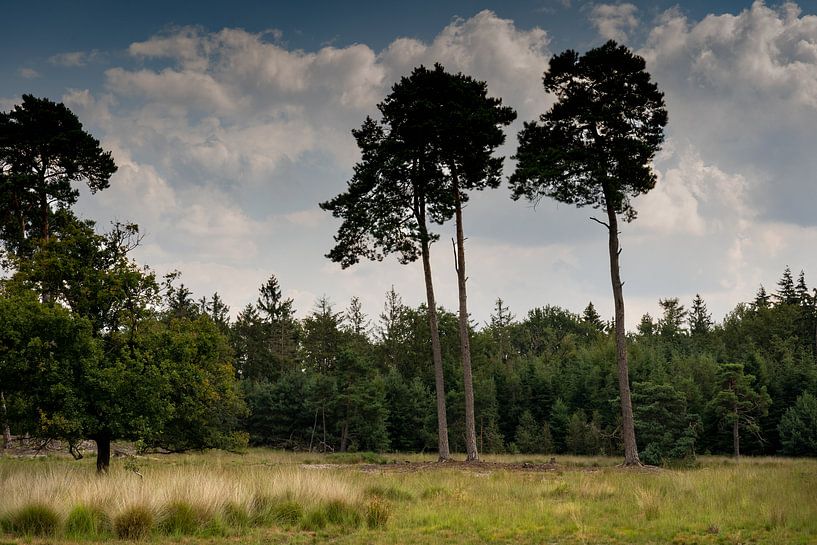 three trees together create a rural image with a beautiful cloudy sky during a walk in autumn van Lieke van Grinsven van Aarle