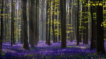 Dreaming of Spring van Wim Denijs