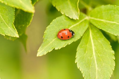 Rood met zwarte stippen in het groen