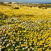 Mer jaune de fleurs en Afrique du Sud sur Corinne Welp