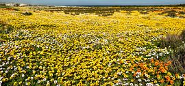 Mer jaune de fleurs en Afrique du Sud sur Corinne Welp