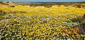 Gele bloemenzee in Zuid-Afrika van Corinne Welp