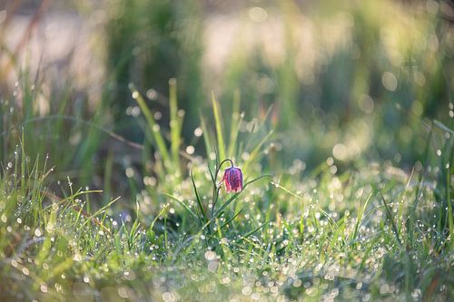 Kievitsbloem in het weiland