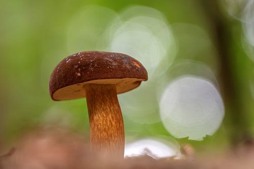 Mushroom with cocoa powder