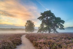 Morning fog in the Westruper Heide