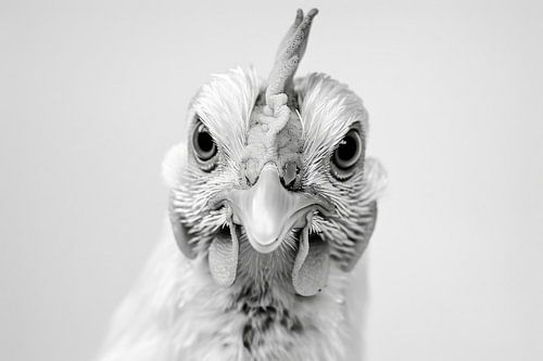 Portrait de poule en noir et blanc