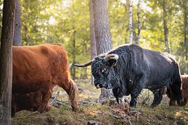 Scottish Highlander by Meike Huibers