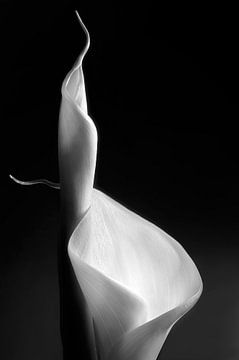 Female curves, Santiago Pascual Buye by 1x