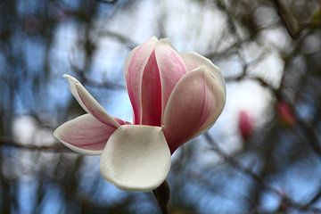 magnolia hot lips sur lieve maréchal