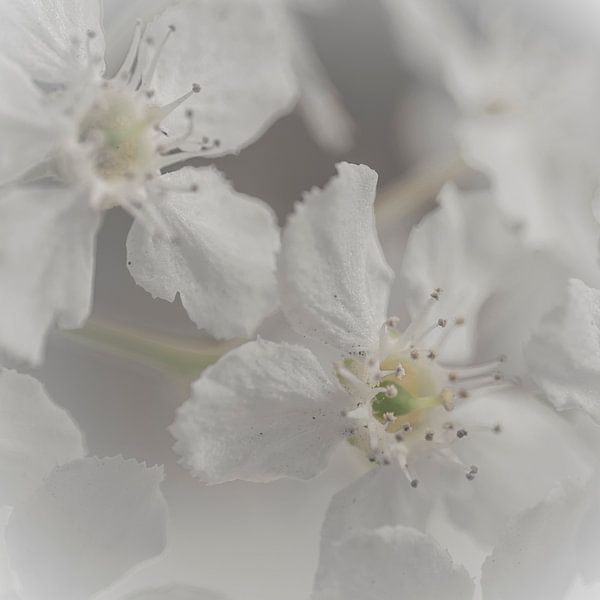 Dromerige witte bloesem par arjan doornbos