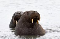 Onder de kleine, waakzame ogen van walrussen van AylwynPhoto thumbnail