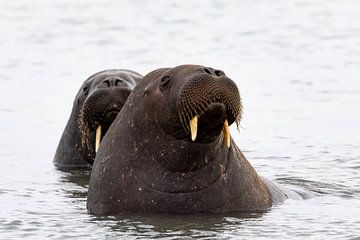 Onder de kleine, waakzame ogen van walrussen van AylwynPhoto