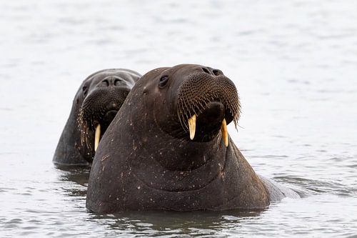 Under the small, watchful eyes of walruses
