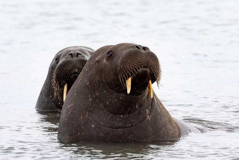 Onder de kleine, waakzame ogen van walrussen van AylwynPhoto
