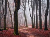The haunted trail by Tvurk Photography thumbnail