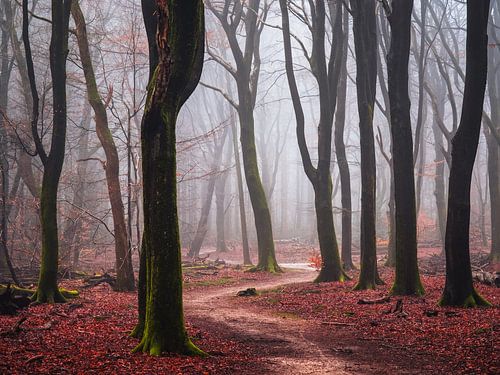 Het spookpad van Tvurk Photography