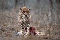 Cheetah in Zuid Afrika