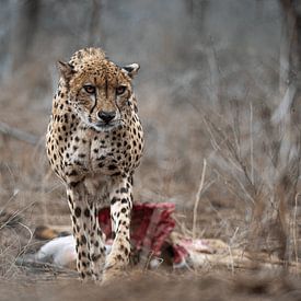 Gepard in Südafrika von rik janse