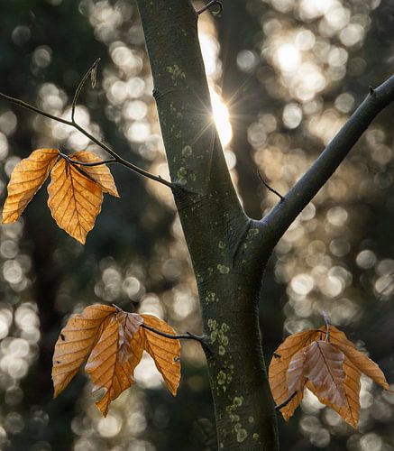 Zonnige ochtend in het bos