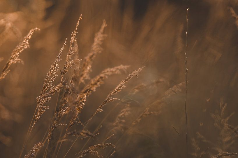 Céréales à la dernière lumière. par Cas Mulder