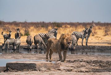 Leeuw in Namibië, Afrika van Patrick Groß