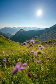 Flowery view of the Tannheim mountains by Leo Schindzielorz