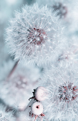 Dandelions by Violetta Honkisz