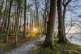 Frühlingsanfang  im Küstenwald von Ursula Reins