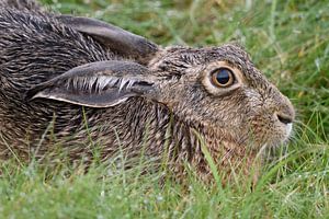 Veldhaas, haas ( Lepus europaeus ) gedetailleerde close-up van een rusthaas, wilde dieren, Europa.