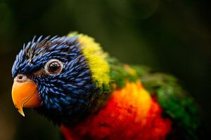 Oiseau arc-en-ciel