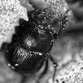 Wald-Mistkäfer von Frank Heinz