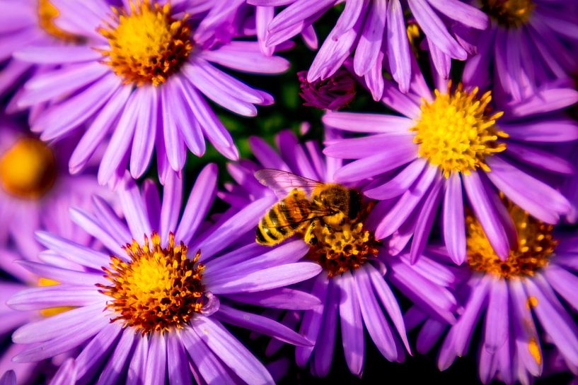 Wunderschöne Blütenpracht im heimischen Garten von Oliver Hlavaty