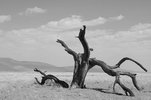 De rauwe schoonheid van Sossusvlei