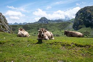 Kühe ruhen auf der grünen Weide vor den Picos de Europa in Spanien