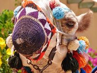 Egypt Camel