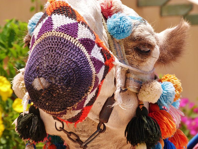 Egypt Camel by Frank Vincenten