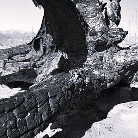Charred, blackened tree root in desolate landscape by Studio LE-gals