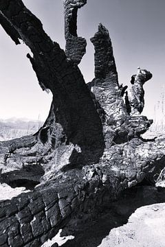 Racine d'arbre carbonisée et noircie dans un paysage désolé sur Studio LE-gals