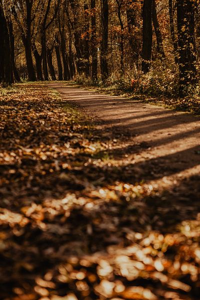 Herbstwald Niederlande von Amber den Oudsten